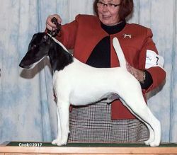 Smooth Fox Terrier Archive